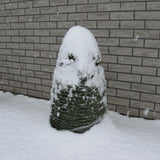 19" x 250' Shrub Wrap